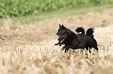 SCHIPPERKE 452